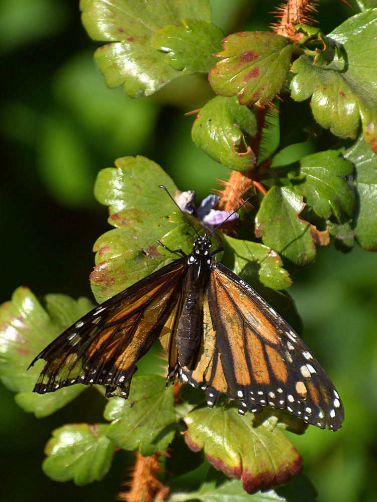 Monarch.jpg