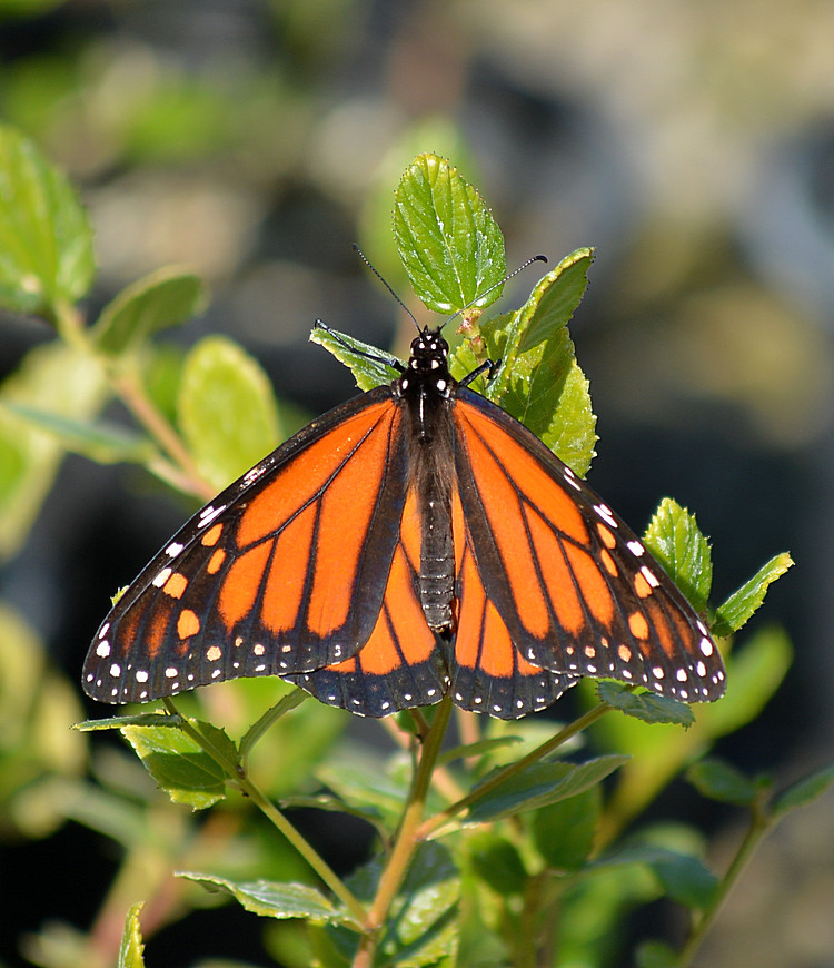 Monarch02Jan2014.jpg