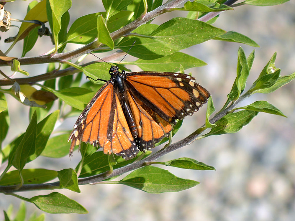 Monarch02Jan2014_2.jpg