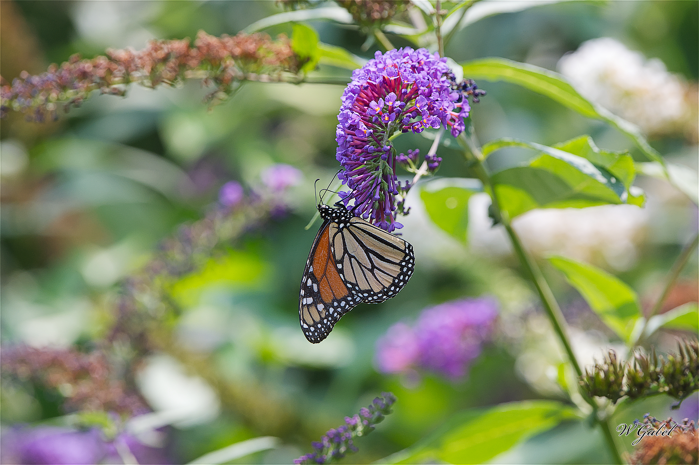 Monarch1314 sm.jpg