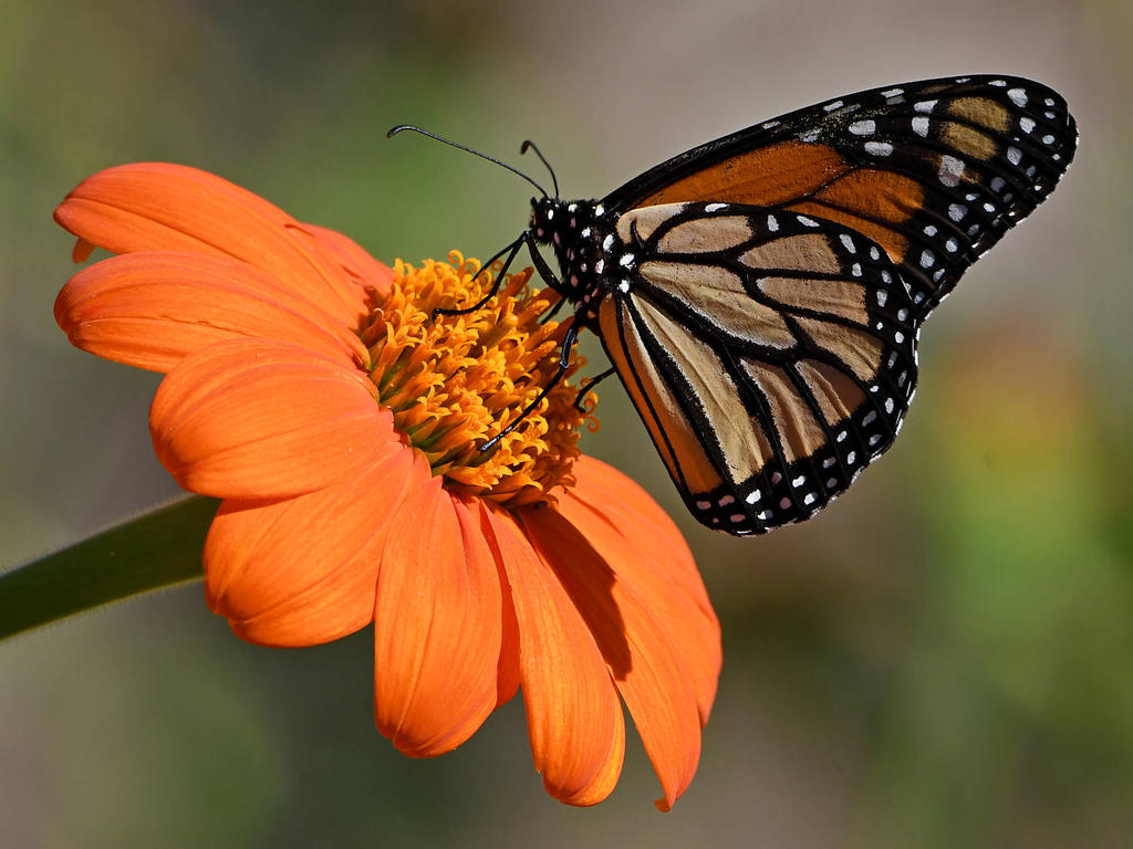 Monarch17.jpg