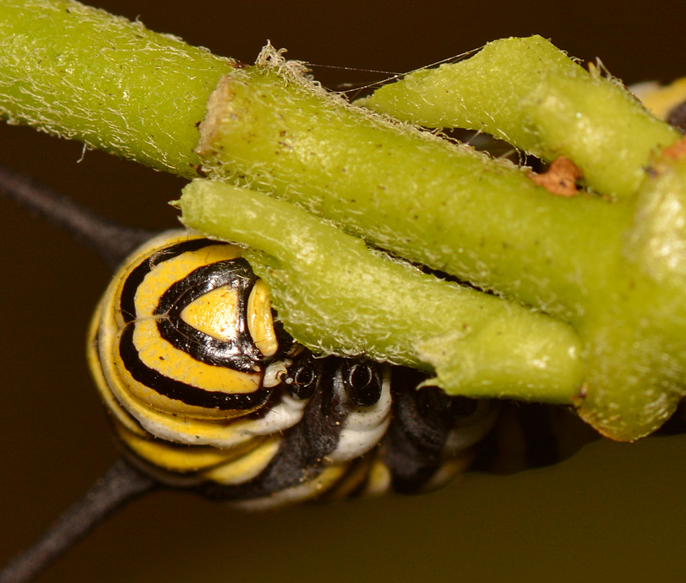 Monarch2.jpg