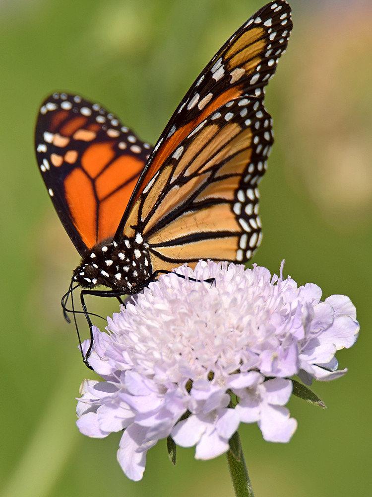 Monarch2.jpg