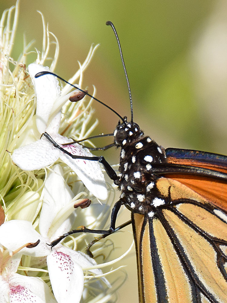 Monarch2.jpg
