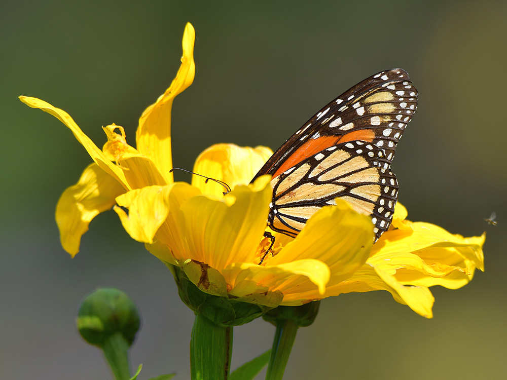 Monarch2.jpg