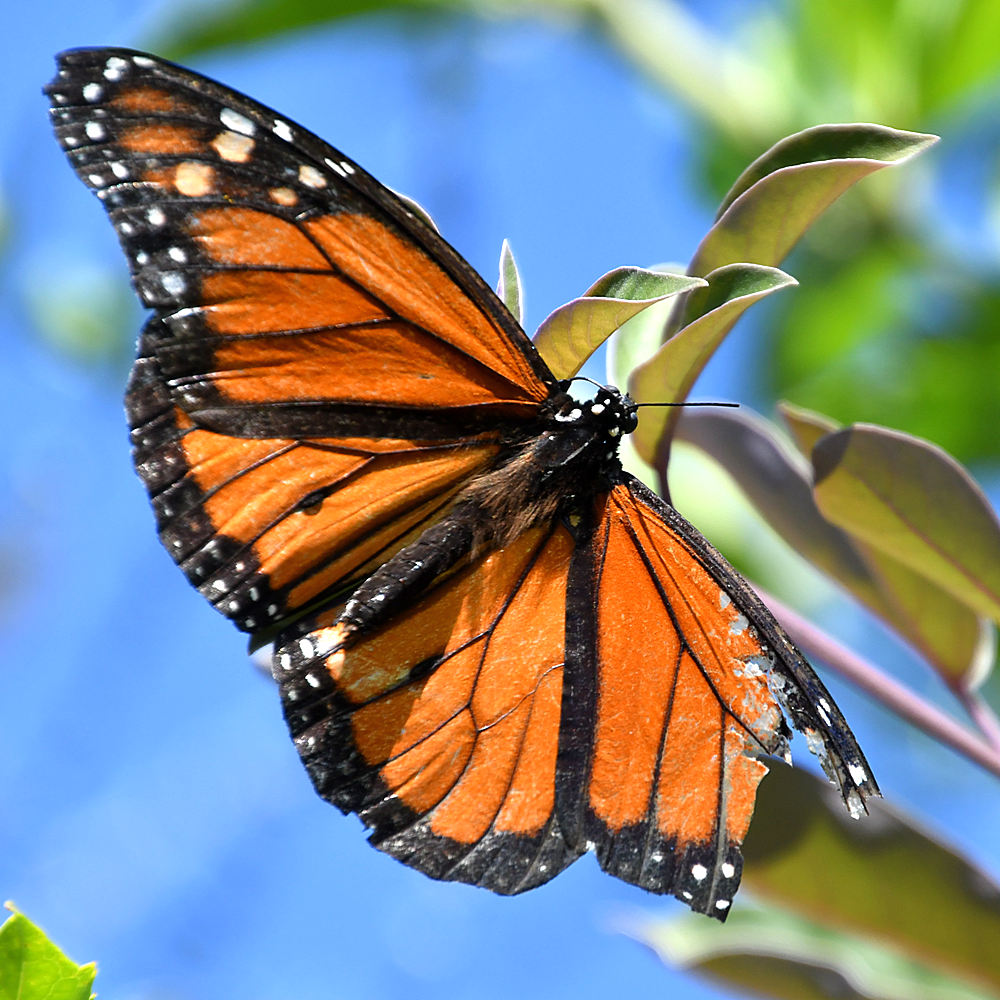 Monarch2.jpg