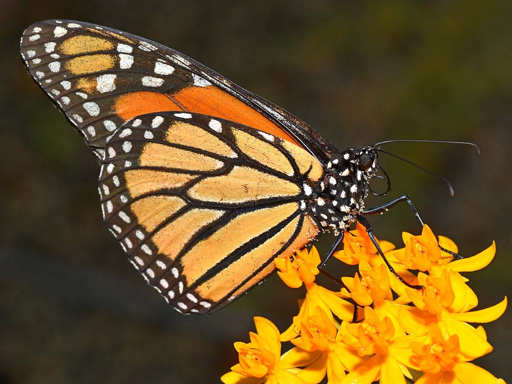 Monarch2.jpg