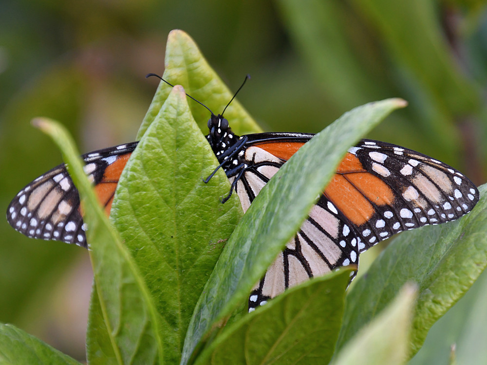 Monarch2.jpg