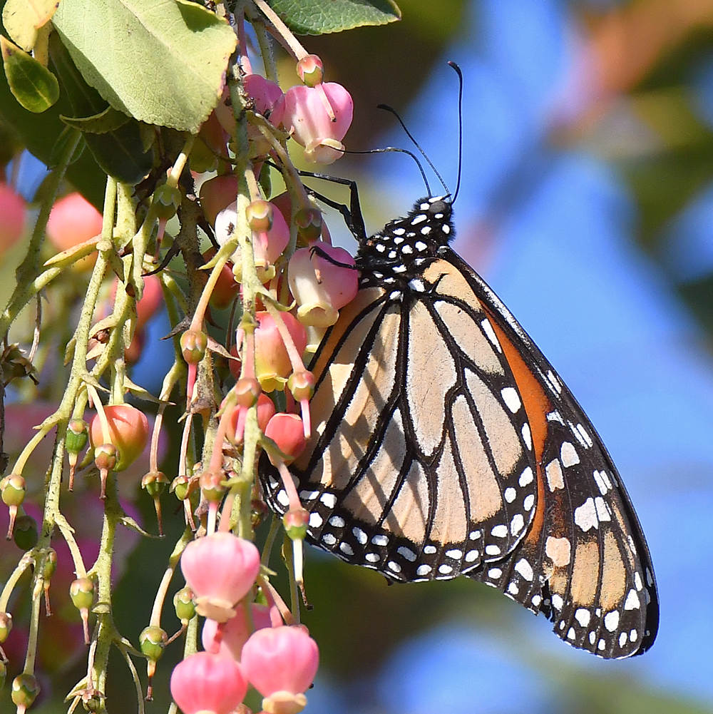 Monarch2.jpg