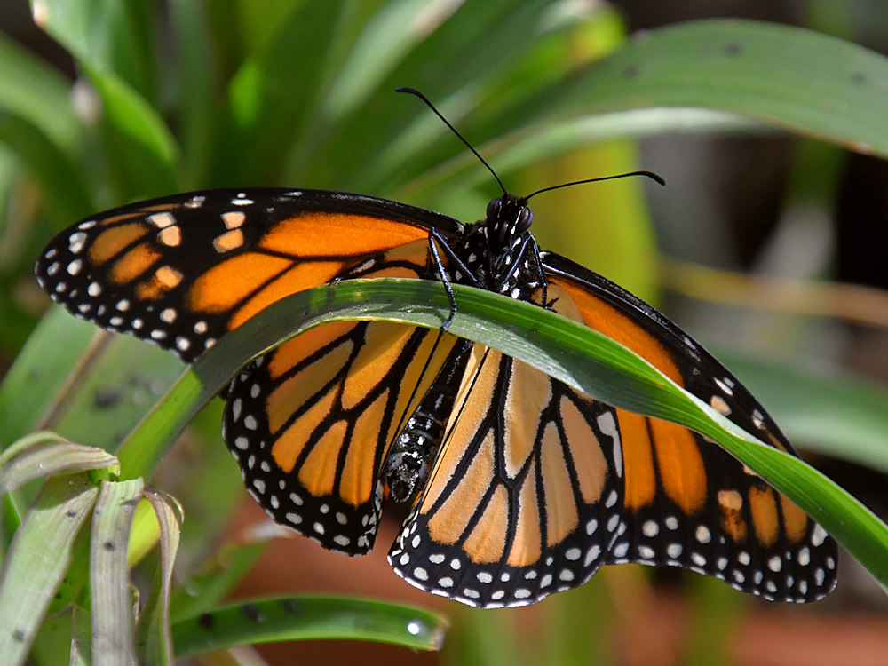 Monarch2.jpg