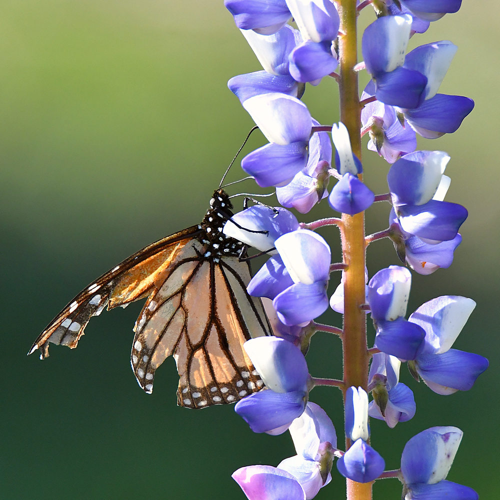 Monarch2.jpg