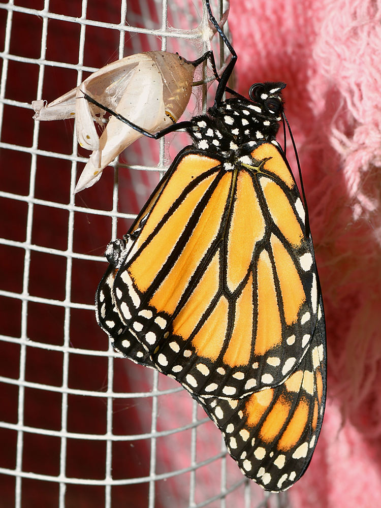 Monarch2.jpg