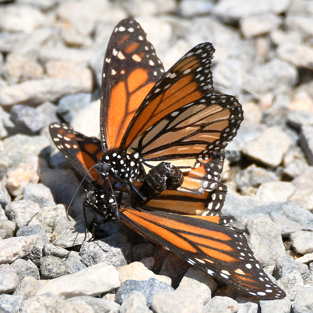 Monarch2.jpg