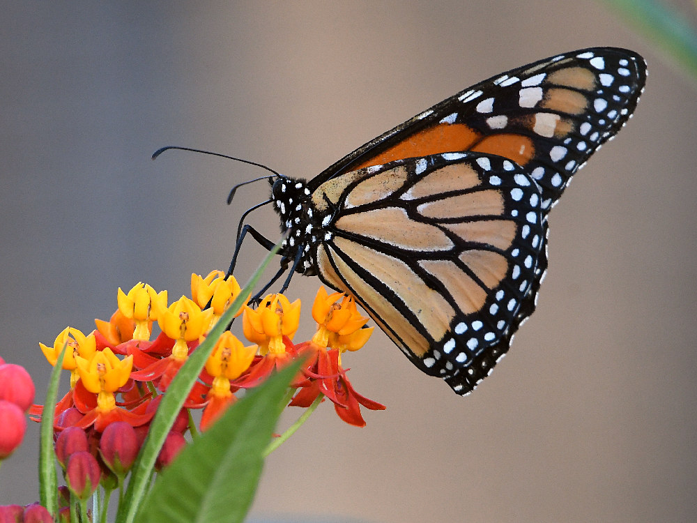 Monarch2.jpg