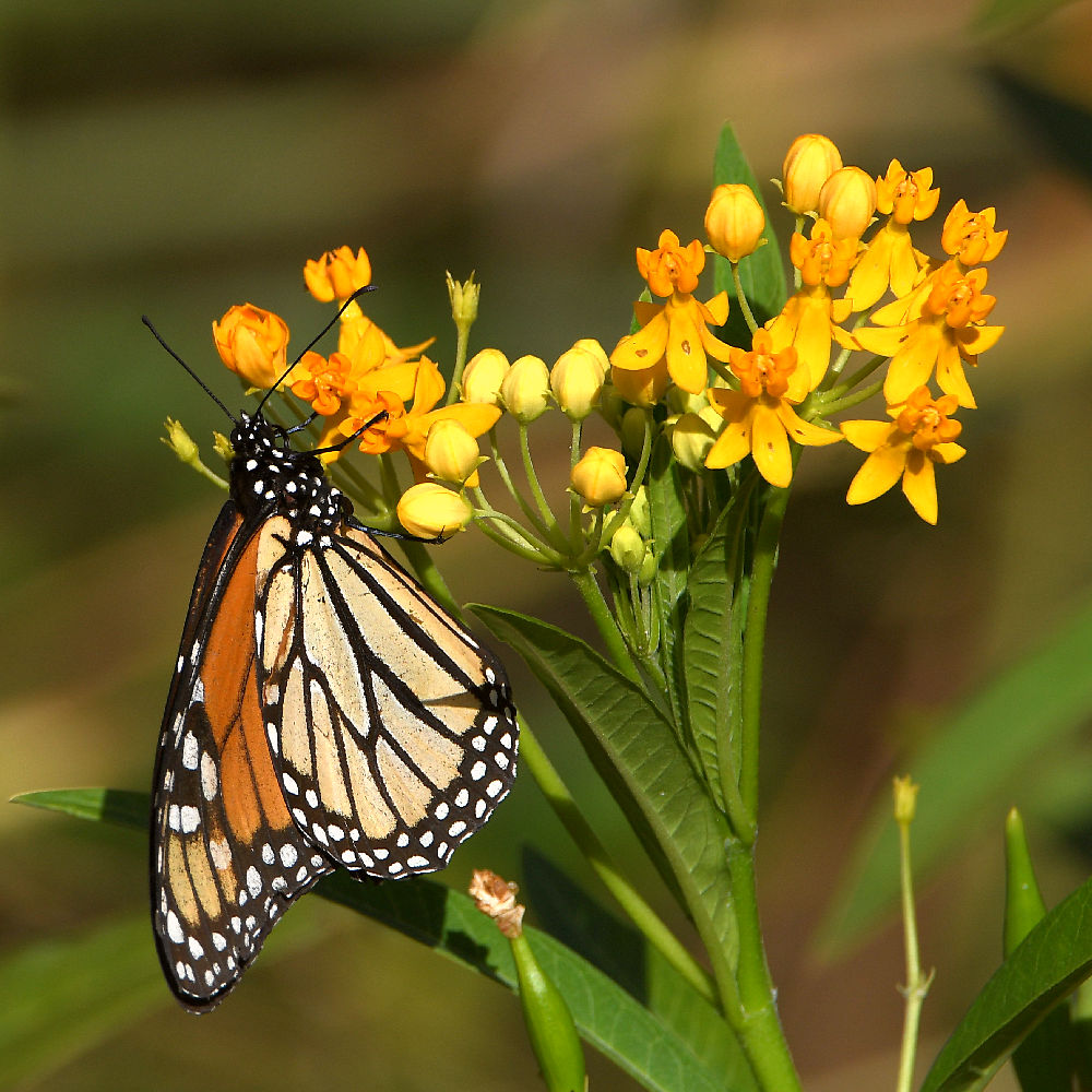 Monarch2.jpg