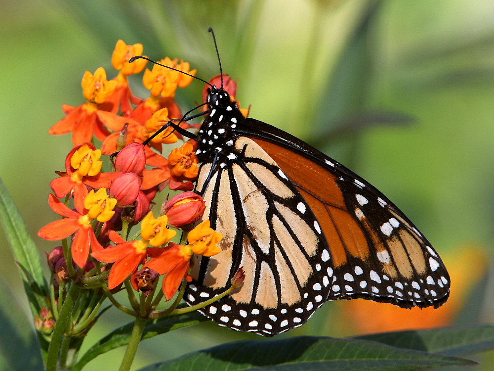 Monarch2.jpg
