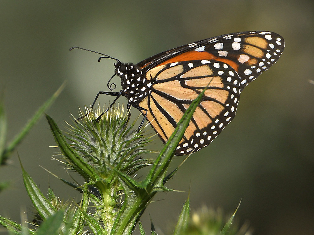 Monarch2.jpg