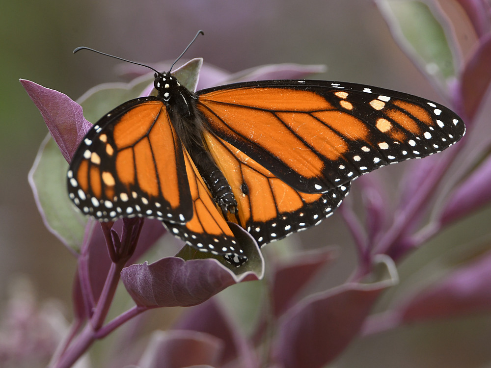 Monarch2.jpg