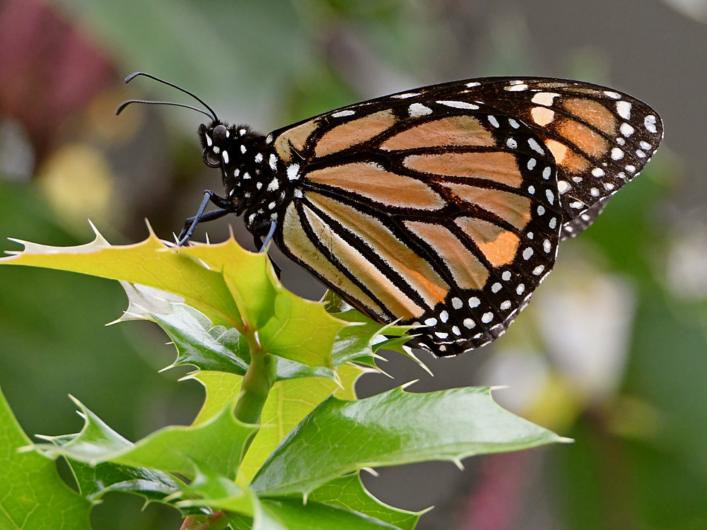 Monarch2.jpg