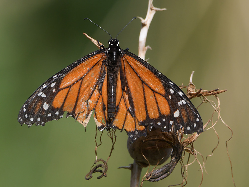 Monarch2.jpg