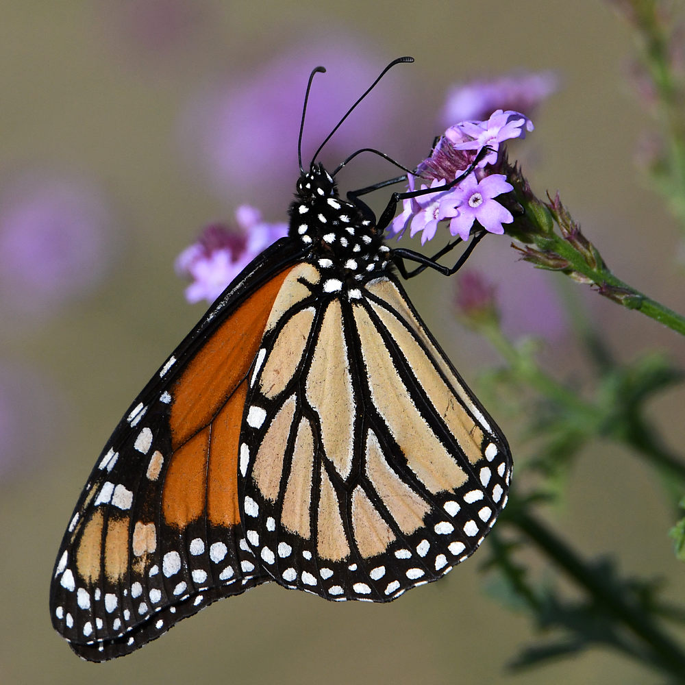 Monarch2.jpg