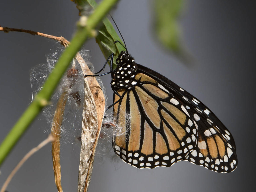 Monarch2.jpg