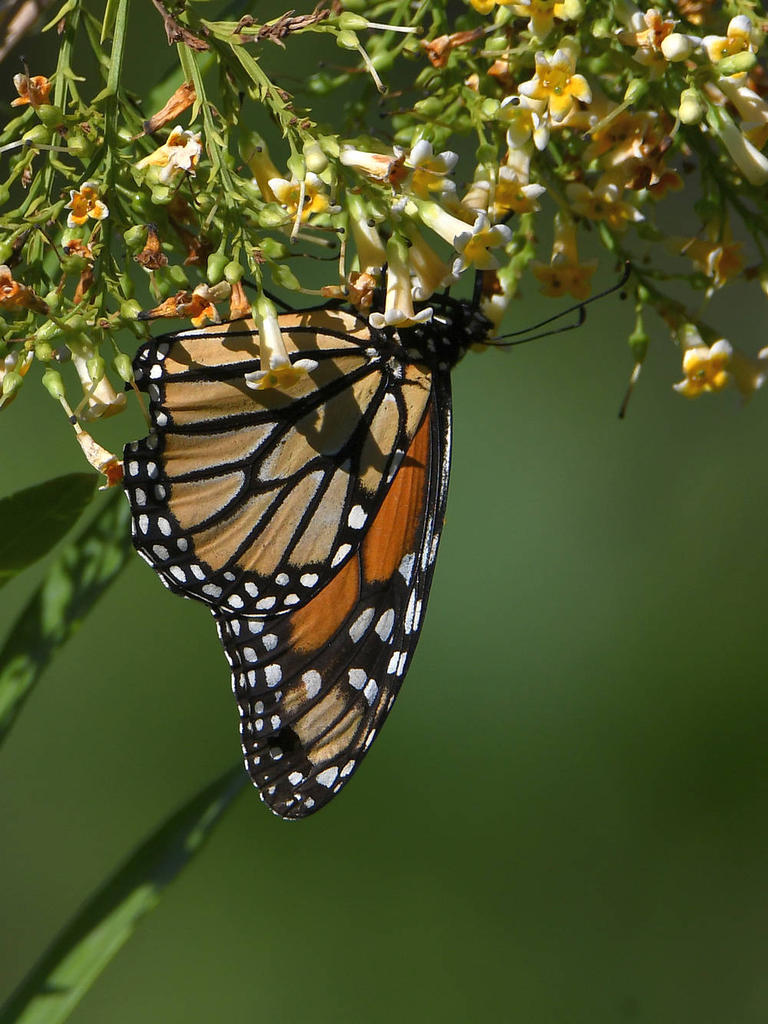 Monarch2.jpg