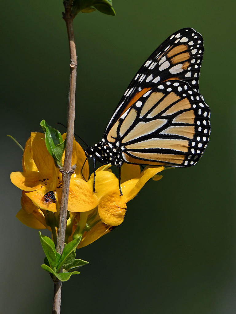 Monarch2.jpg