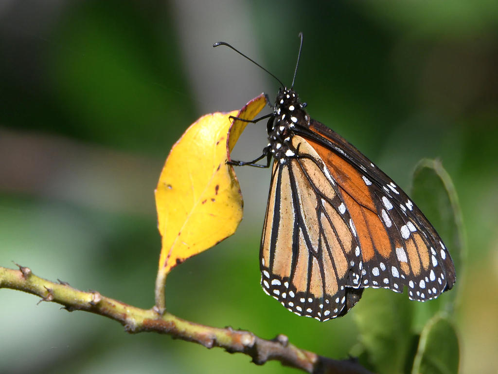 Monarch2.jpg