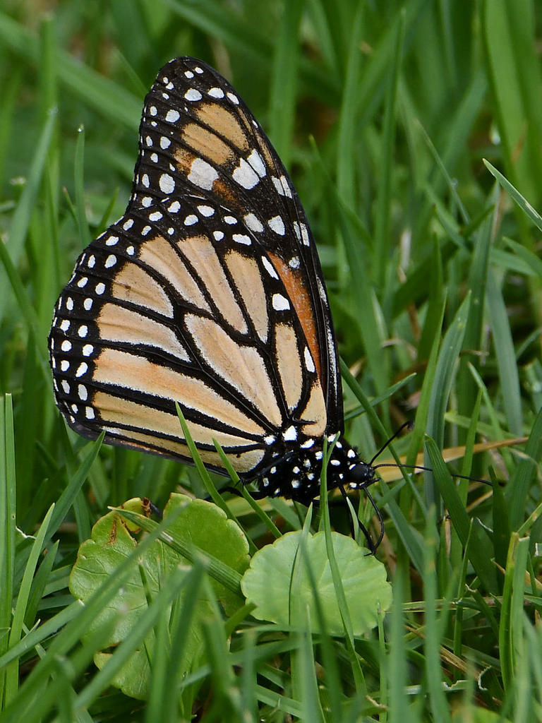 Monarch2.jpg