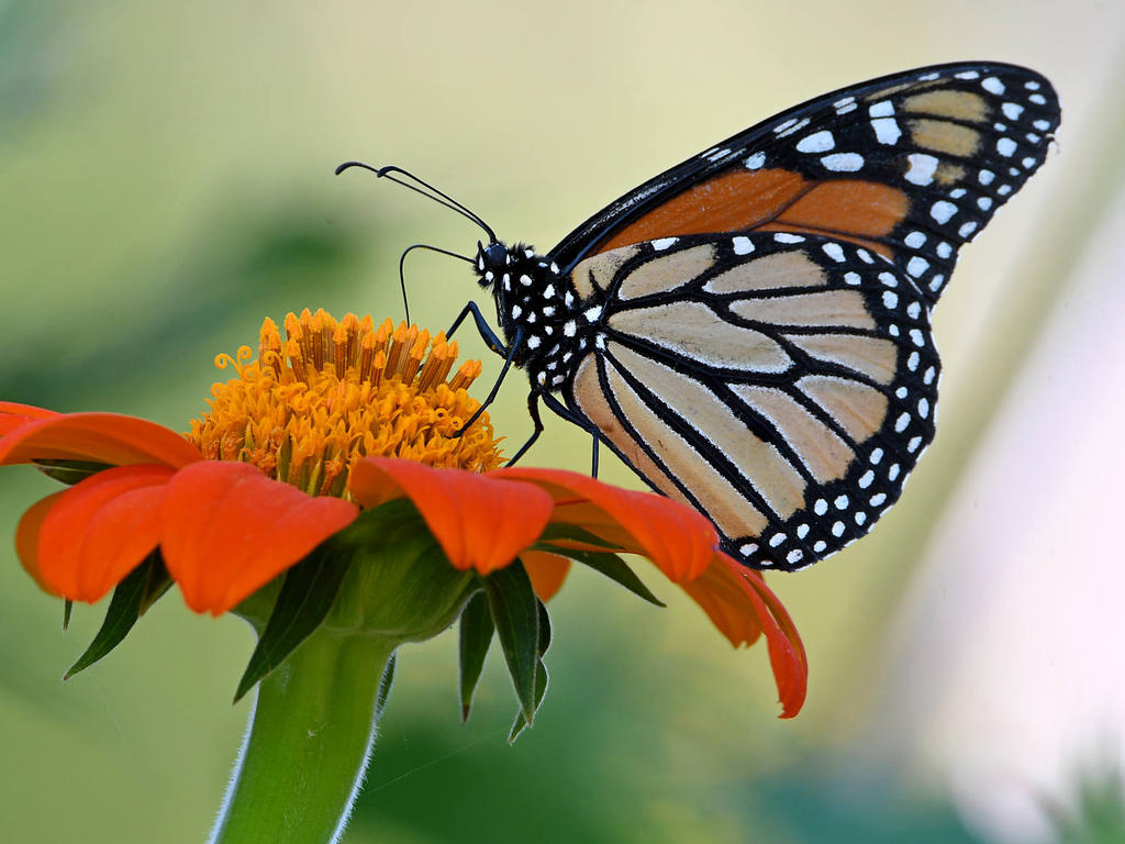 Monarch2.jpg