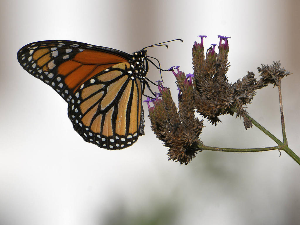 Monarch2.jpg