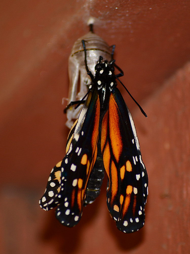Monarch2.jpg