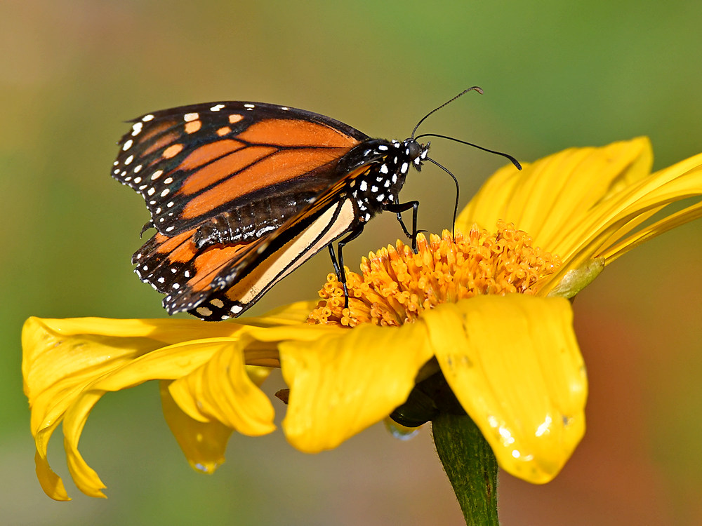 Monarch3.jpg