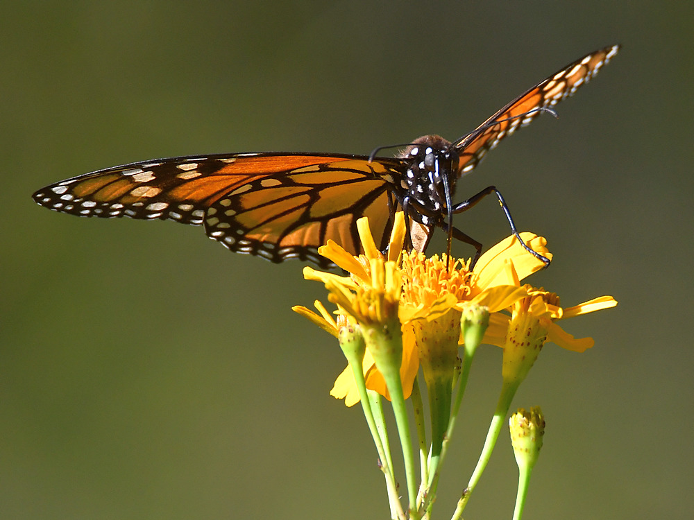 Monarch3.jpg