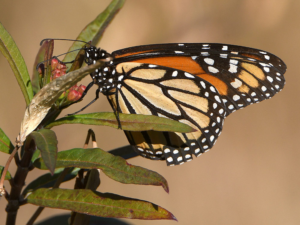 Monarch3.jpg