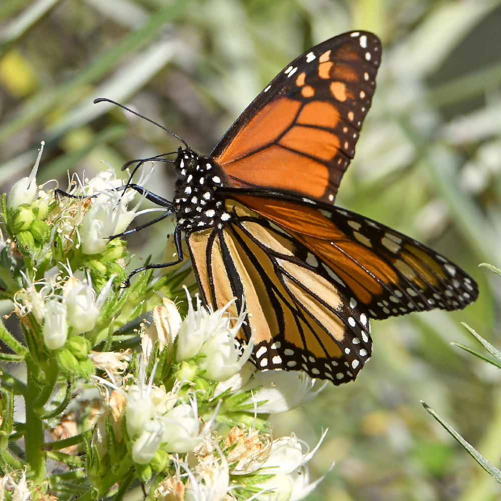 Monarch3.jpg