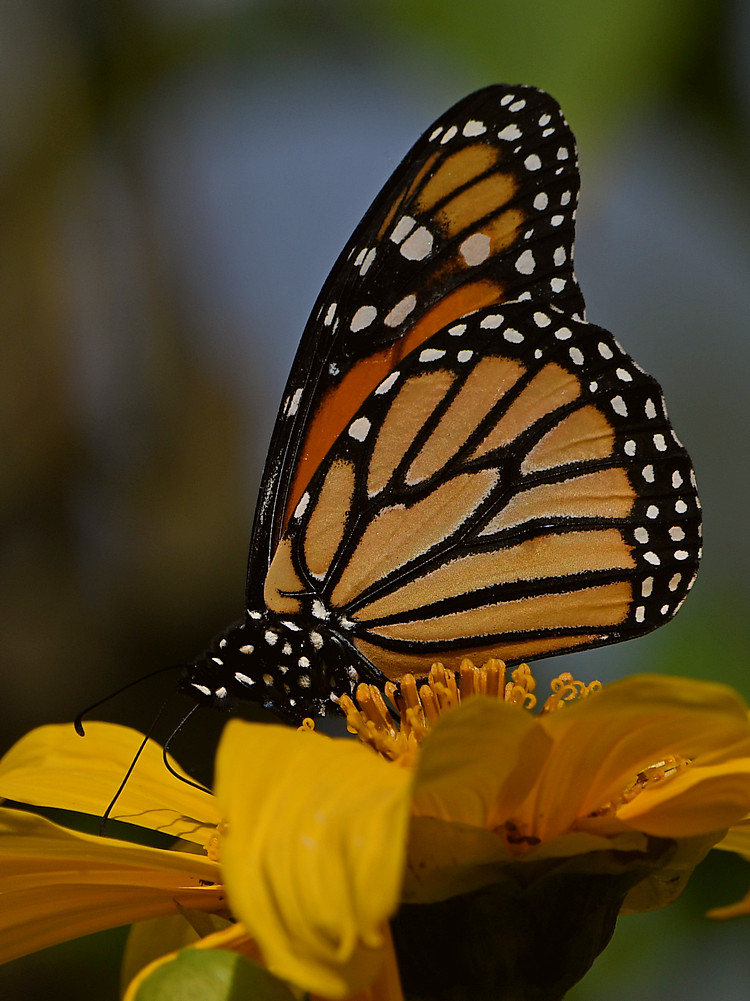 Monarch3.jpg