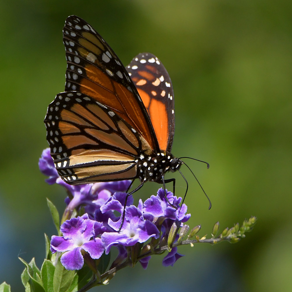 Monarch3.jpg