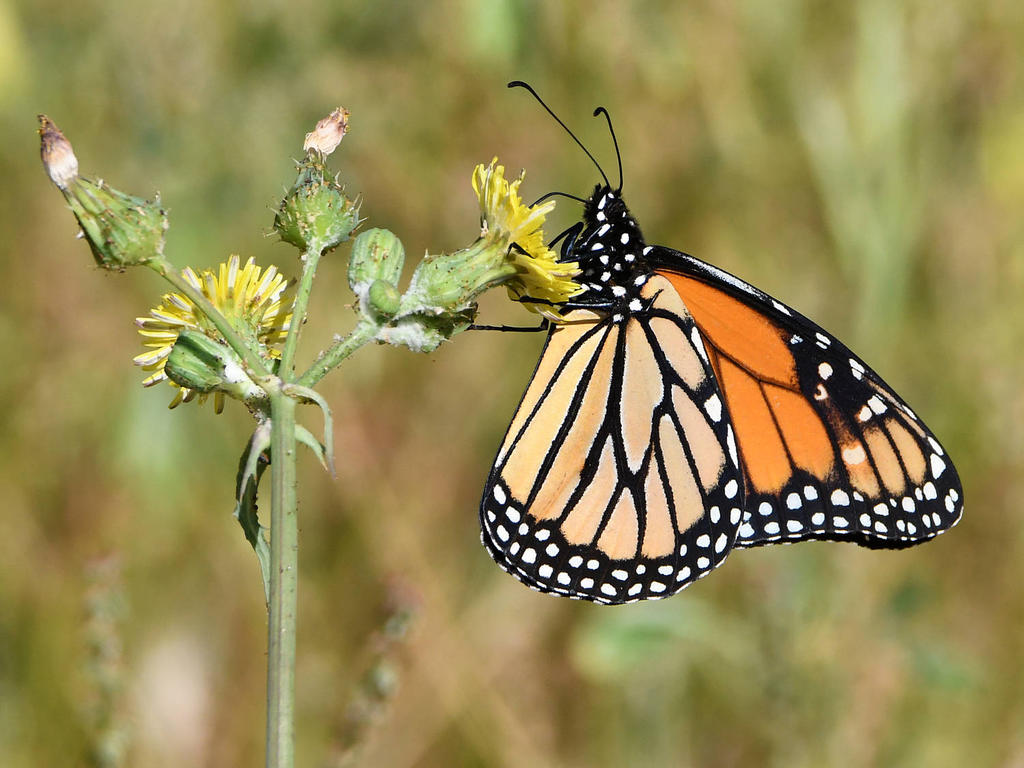 Monarch3.jpg