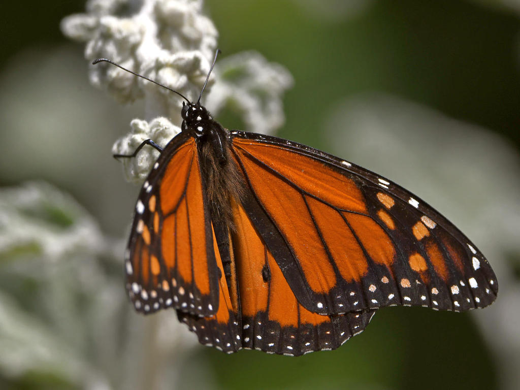Monarch3.jpg