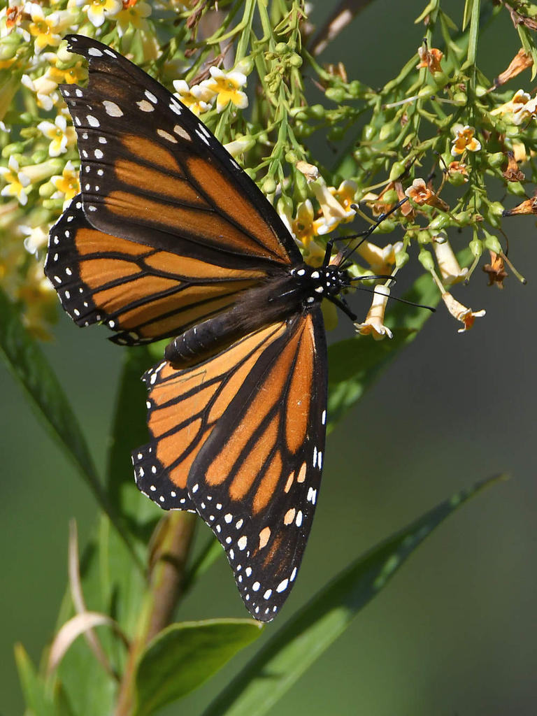 Monarch3.jpg