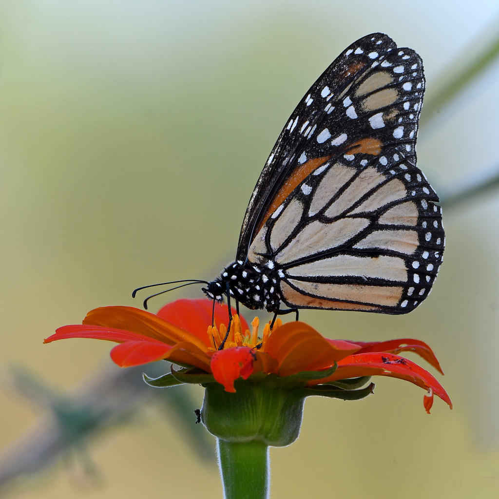 Monarch3.jpg