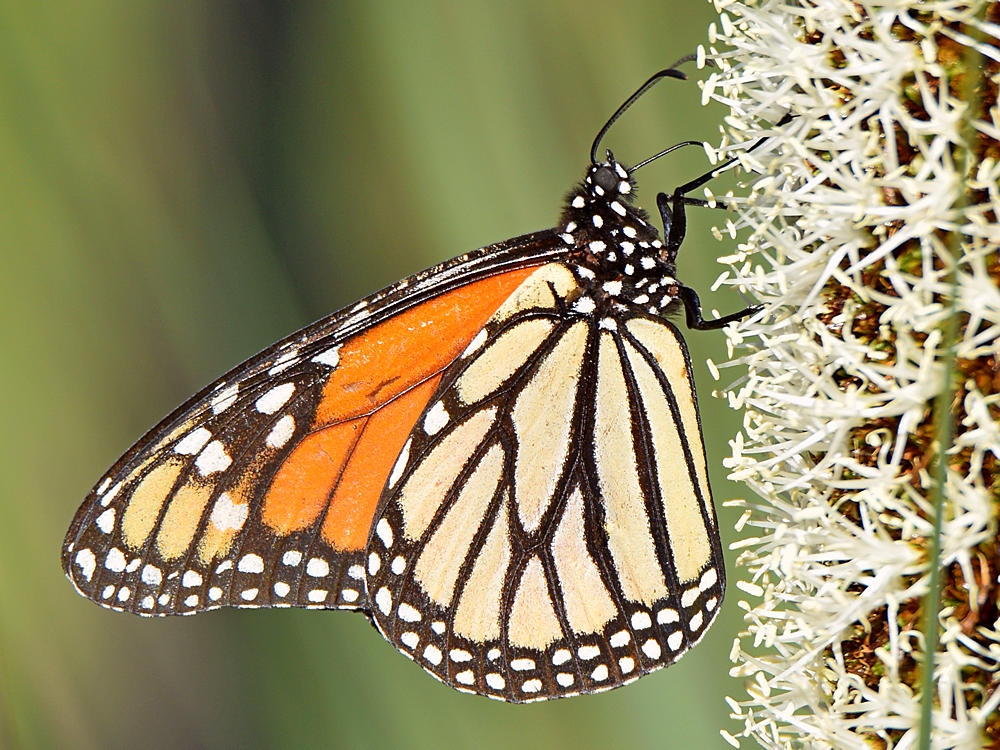 Monarch4.jpg