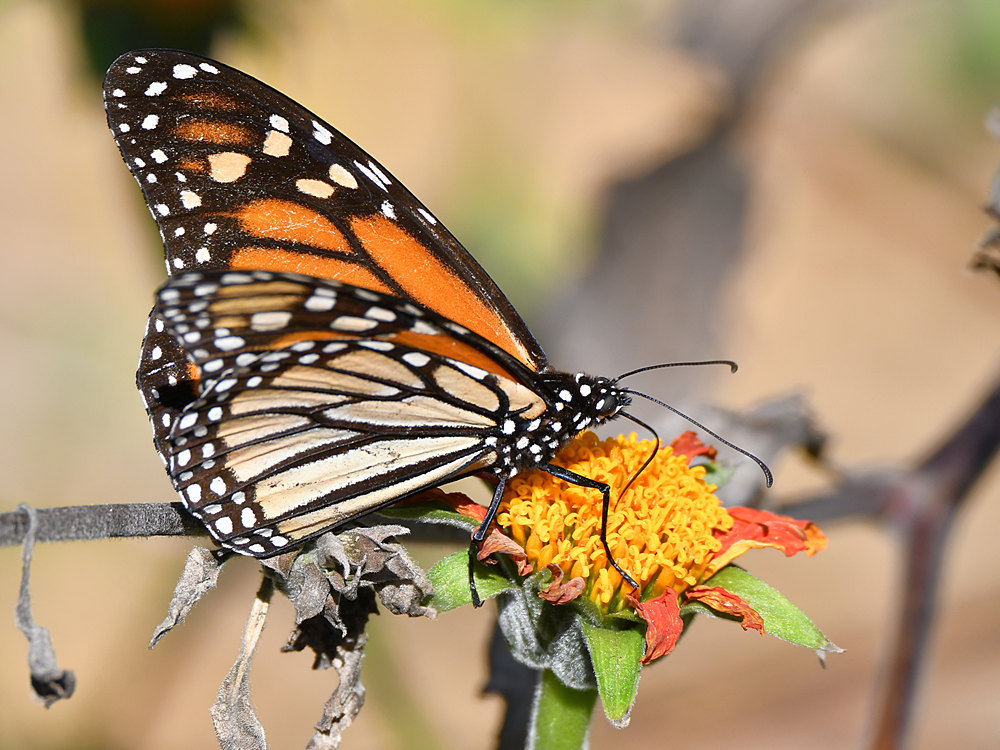 Monarch4.jpg