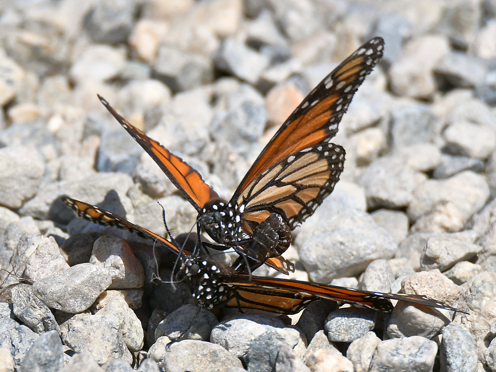 Monarch4.jpg