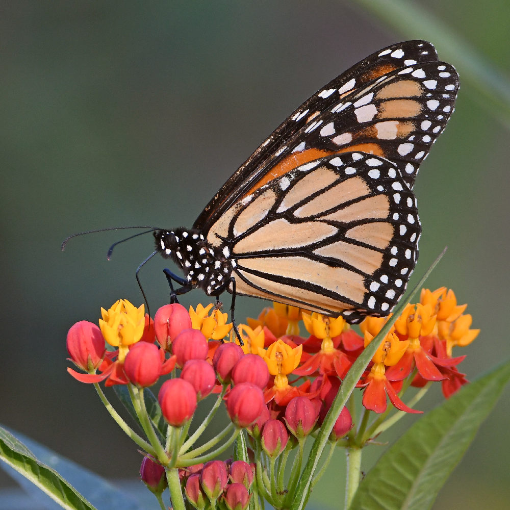 Monarch4.jpg