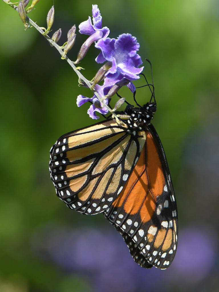Monarch4.jpg