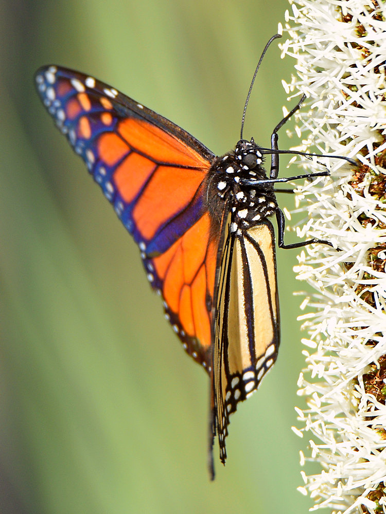 Monarch5.jpg