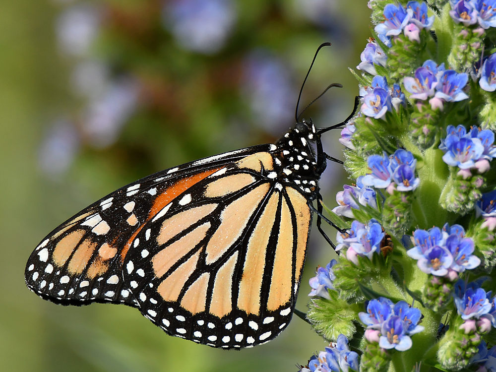 Monarch5.jpg